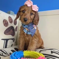 Goldendoodle-Gabriela