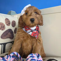 Goldendoodle-Jinx