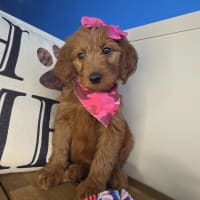 Goldendoodle-Beatrix
