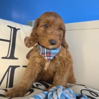 Goldendoodle-Dakota