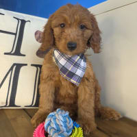 Goldendoodle-Koko