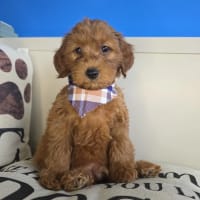 Goldendoodle-Woody