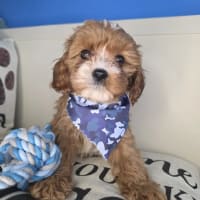 Cavapoo-Bear