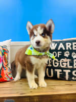 Siberian Husky-Brisket