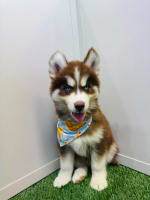Siberian Husky-Raffaello