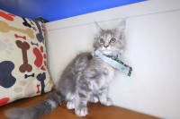 Maine Coon-Nala