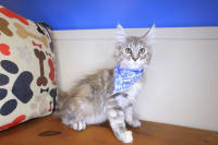 Maine Coon-Mina