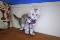 Maine Coon-Beny