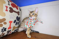 Bengal-Vega