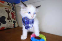 Ragdoll-Luky