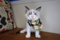 Ragdoll-Gizmo