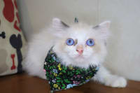 Ragdoll-Leo