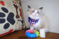 Ragdoll-Gus