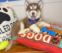 Siberian Husky-Cash
