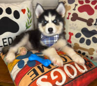 Siberian Husky-Johnny