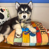 Siberian Husky-Dude