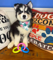 Siberian Husky-Dorothea