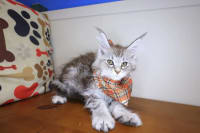 Maine Coon-Raven