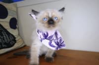 Ragdoll-Ines