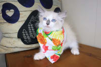 Ragdoll-Tabitha