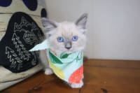 Ragdoll-Ripley