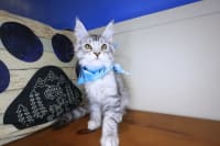 Maine Coon-Lila