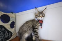 Maine Coon-Goose