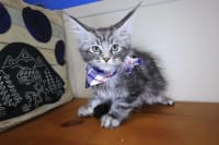 Maine Coon-Juno