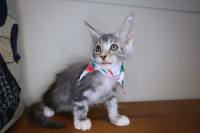 Maine Coon-Eclipse
