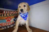 Golden Retriever-Nachos