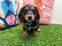 Dachshund-Pounce