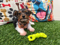 Yorkshire Terrier-Bramwell