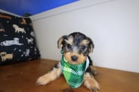 Yorkshire Terrier-Gunner