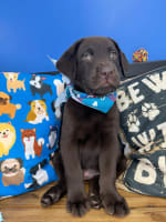 Labrador Retriever-Birch