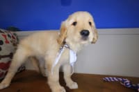 Golden Retriever-Silas