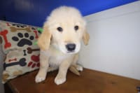 Golden Retriever-Ada