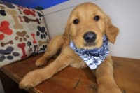 Golden Retriever-Miller