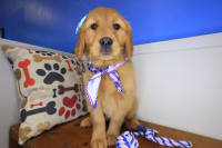 Golden Retriever-Welpe