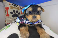 Yorkshire Terrier-Marshmallow