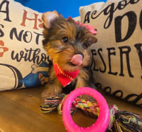 Yorkshire Terrier-Tany