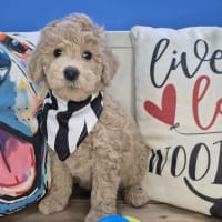 Goldendoodle-Roux
