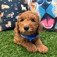 Goldendoodle-Winston