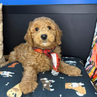 Goldendoodle-Cairo