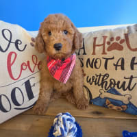 Goldendoodle-Ginger