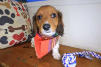 Dachshund-Zeus