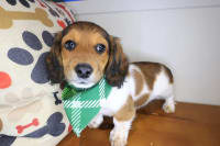Dachshund-Leroy