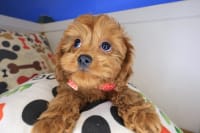 Cavapoo-Dharma