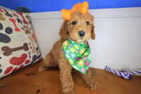 Goldendoodle-Aida