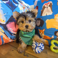 Yorkshire Terrier-Jack