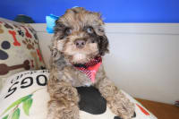 Cockapoo-Lil' Pep
